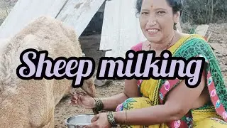 Morning sheep milking by hands 🥰