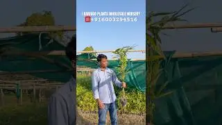 BAMBOO PLANTS 🌱 READY FOR SALE | 2-3 LAKH BAMBOO PLANTS AVAILABLE AT STOCK | BAMBOO FARMING | TULDA