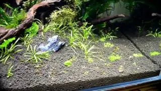 Elos Evision - Led Dimmer Box & Time Controller - RareAquaticPlants