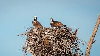 Everglades National Park - Birding Dec'25