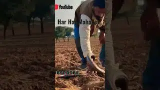 😉💥🤬 short #indianspectacledcobra #lopez #me