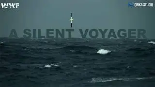 A silent voyager - Moli Bird | A Short Wildlife Film | Orika Studio