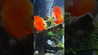 Discus breeding - spawning and fertilizing to fries