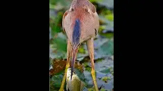 Yellow Bittern catch Fish 🐟 #wildlife #birds #fishing