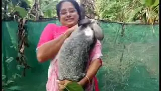 സങ്കരയിനം മുയലും , വളർച്ചയും. ( Rabbit farming Reena Francis 9947070471