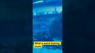 Guess This Bizarre Shark! 🦈🤔&rdquo;
