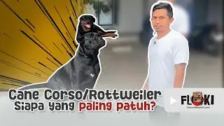 MANDIIN ANJING ROTTWEILER DAN CANE CORSO, ‘CESAR’ dan ‘SENA’