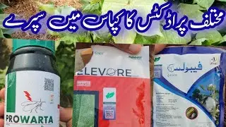 How to control Jassid and whitefly in cotton | cotton insect pests | result of fabulous and Elevore.