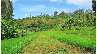 Success Stories Union of Ethiopian Women and Children Associations UEWCA  - Climate Change