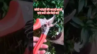 Mini chandani plant pruning #shorts #plantswithbabita #trending #gardeningtips #viral