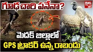 మెదక్ జిల్లాలో GPS  ట్రాకర్ ఉన్న రాబందు | Vulture with a GPS Tracker in Medak | BIGTV