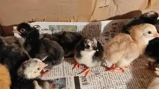 ❤️&zwj;🔥One day chicks available for sale 🐣 Price 180😱