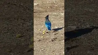 Steller&rsquo;s Jay in the Utah mountains  #birds #bird #wildlife #animals #nature #explore #adventure