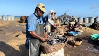 Sea Chiken Fish Making for Dry Fish 🐠 Cutting Millions of Fishes for Drying process #viral #fishing 