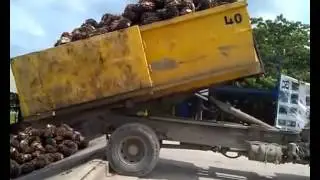 SwapLoader SL-240 Dumping Palm Fruit Into Hopper