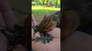 Critter Breakfast time. #critterfeeder #chipmunk #squirrels #deer #wildlife #naturelovers #animals