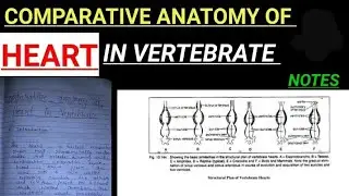 comparative anatomy of heart in vertebrates #vbu #bbmku #skmu #zoologynotes #biology