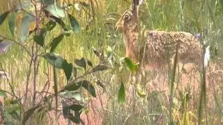 hare calling