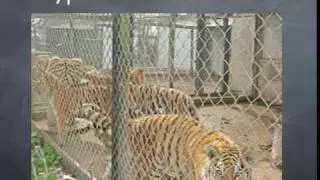 USDA Fails Animals and Public