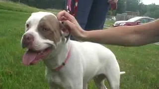 WDHA Rock N Ruff with LILY