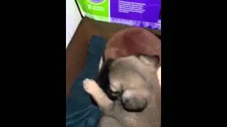 Puginese thinks stuffed Saint Bernard is it's mother