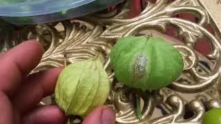 Ground cherries. Aunt molly vs shonbrunner-or German ground cherry