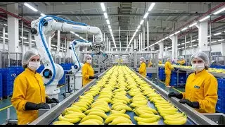 Inside the Banana Processing Factory From Raw Fruit to Export Full Process