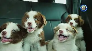 Creating a Safe and Comfortable Car Environment for Your Dog: Essential Tips for Every Journey [4K]