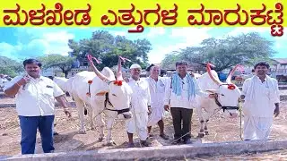 21-10-2025 Malkhed Ox Market | ಎತ್ತುಗಳ ಸಂತೆ | Oxen Market | Cattle Market | Bullocks Market 