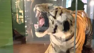 The Leeds Tiger