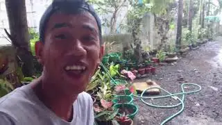 RARE [Rarest plants that you can find]😁
