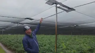 Pierson ferneries are busy for Valentine&rsquo;s Day. The cold snap has farmers scrambling