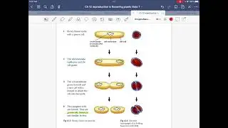 DSE BIO Key concept Ch 12 part 2 asexual reproduction Binary fission 3 要點