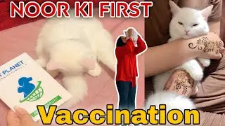 Aj hui noor ki first vaccination|How to take care of cats |Roaming with Asha 