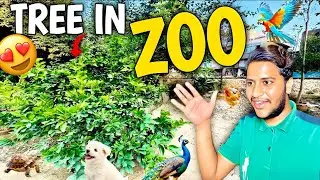 Aaj hmny APNY ZOO mei &ldquo;pomegranate tree&rdquo; lgay 🍎 🌴🌲#shahermaindehat 