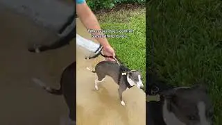 Umbrella with Dog Leash: Keep Your Pup Dry in Style!