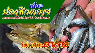เลี้ยงปลาซิวควาย ลูกผสมสายพันธุ์ใหม่ ตัวใหญ่ โตไว ไม่เปลืองอาหาร