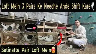 Shift 3 pairs of eggs among the pair of pigeons! 💫🕊