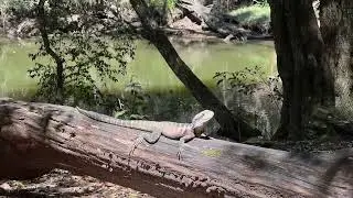 piles creek loop