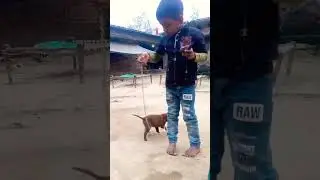 #song #music #dog #dog #animalsong #petbirds #labrador #dogsong #puppy #petsong #cute #shorts