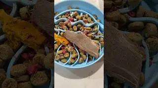 Slow feeder meal for my picky husky - let&rsquo;s see if he will try kangaroo! #dogfeeding #dogenrichment