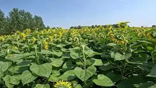 Határjárás júliusban. Műtrágya nélküli napraforgó és kukorica táblák bejárása.