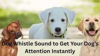 Dog Whistle Sound to Get Your Dog&rsquo;s Attention Instantly