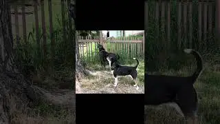 The Masked Vigilante #batdog #maskedvigilante #muttsoftiktok #olddog #guardian