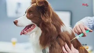 MOMENTO PET - MUDAN&Ccedil;A DE TEMPERATURA PODE AFETAR A IMUNIDADE DOS ANIMAIS?