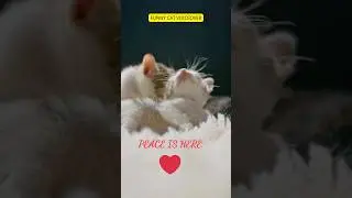 😹, 