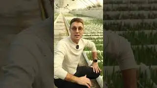 Сорт DENMARK - обзор из тепличного комплекса