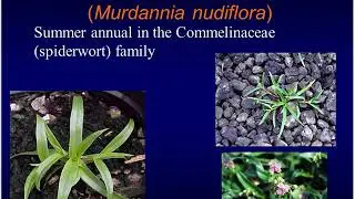 Current Recommendations for Weed Management in Container Nursery Production