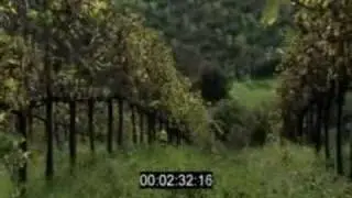 Nicodemi