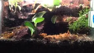 Poison Dart frog tank E.Anthonyi
